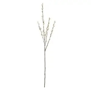 Single pussy willow branch with catkins