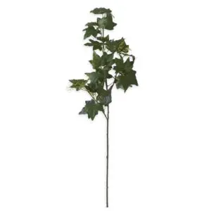 Single ivy stem with glossy green leaves