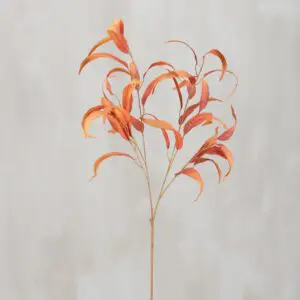 Orange eucalyptus branch with curled leaves
