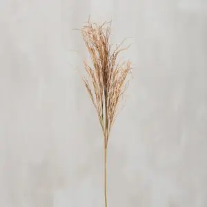 Single dried ornamental grass stem