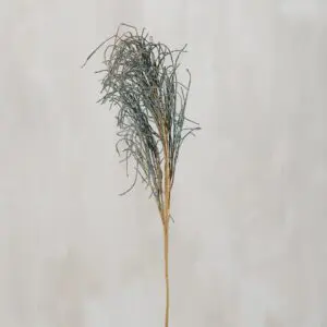 Single dried branch on display