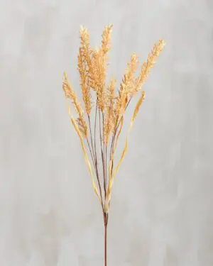 Rustic wheat stems in natural light
