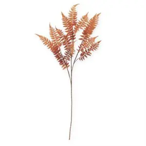 Orange with Brown Speckles Lady Fern