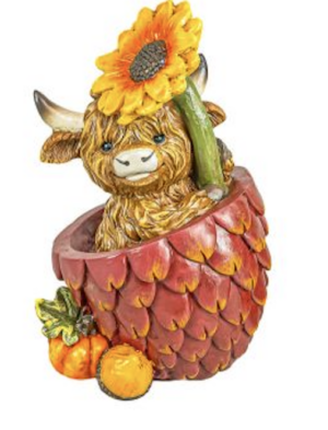 Harvest Highland Calf - Sunflower